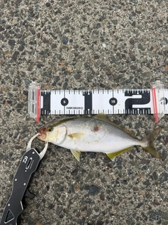 ショゴの釣果