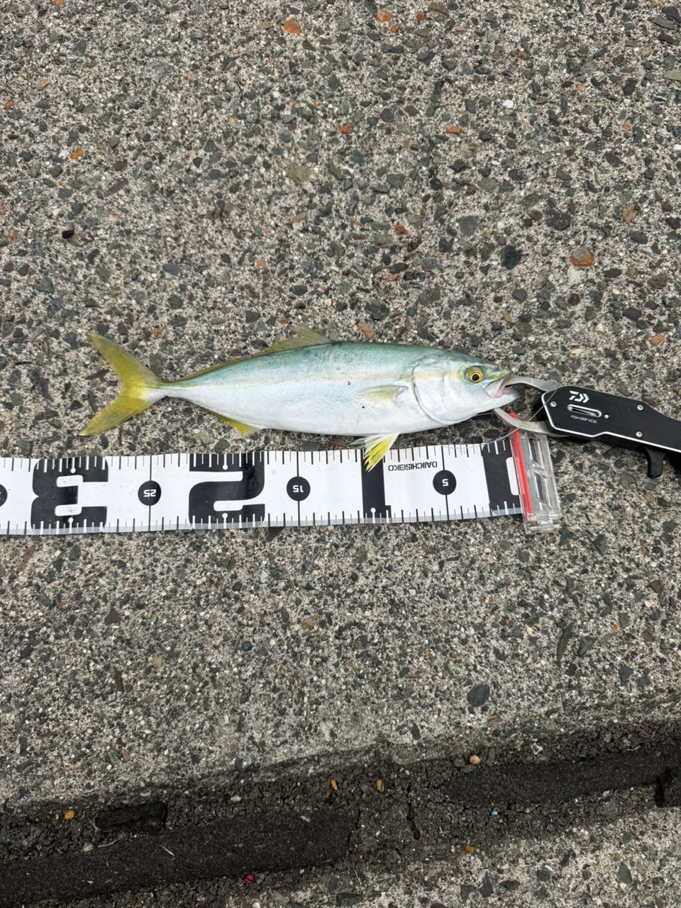 SHIMANO 20ワールドシャウラ BG 21203R-3の最安値・インプレ・釣果
