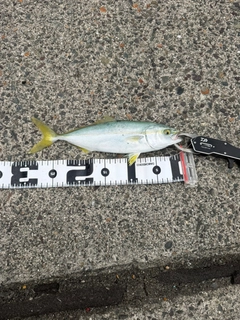ショゴの釣果