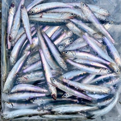 カタクチイワシの釣果
