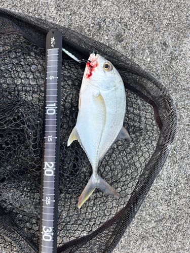 オニヒラアジの釣果