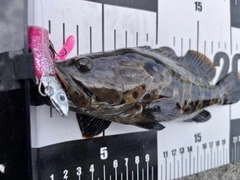 チャイロマルハタの釣果
