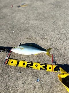 ワカシの釣果