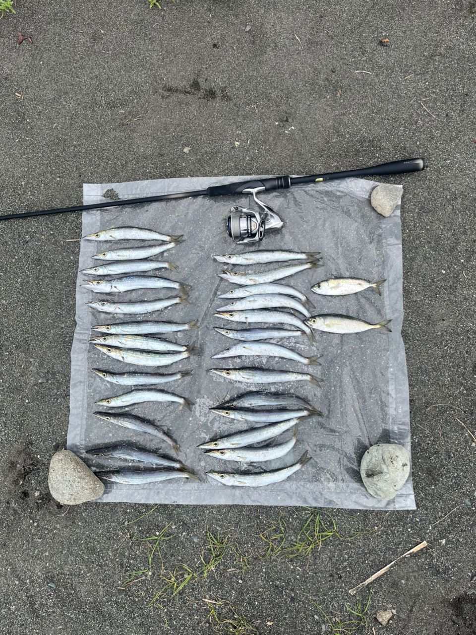りくちゃん🎣さんの2026年08月16日(日)の釣行(神奈川県 - 西湘サーフ