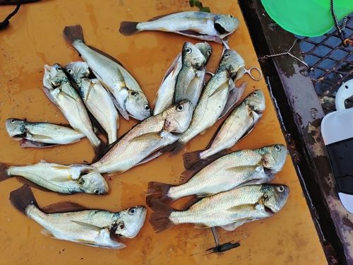 イシモチの釣果