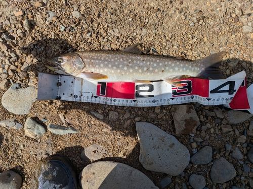 アメマスの釣果
