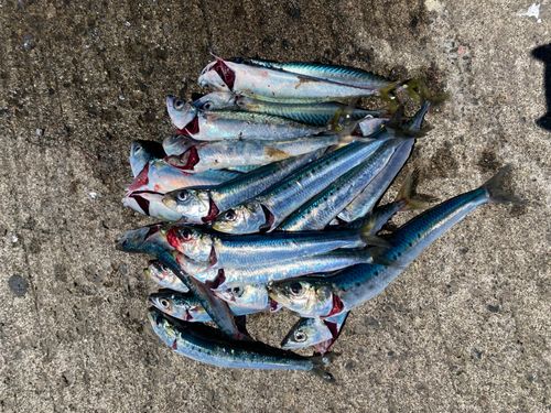 サバの釣果