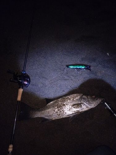 フッコ（ヒラスズキ）の釣果