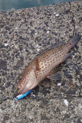 オオモンハタの釣果