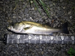 フッコ（マルスズキ）の釣果