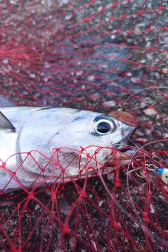 マルソウダの釣果