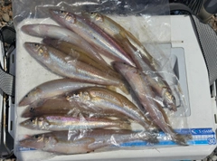 キスの釣果