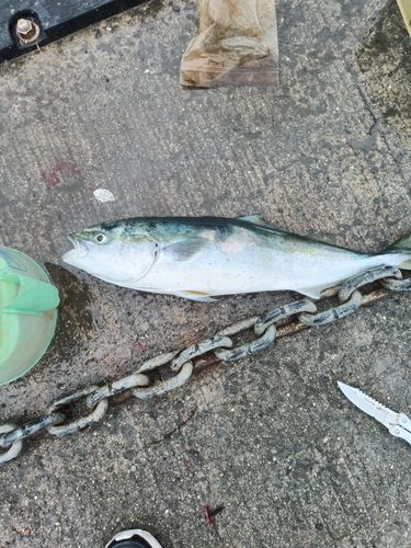 ハマチの釣果