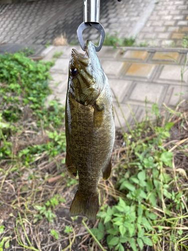 新芝川で釣れたスモールマウスバスの釣り・釣果情報 - アングラーズ