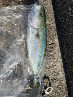 コゾクラの釣果