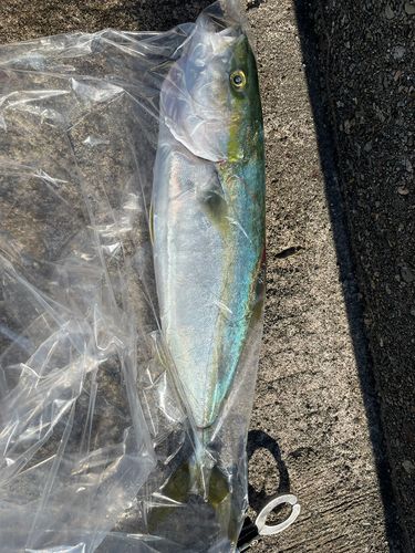コゾクラの釣果