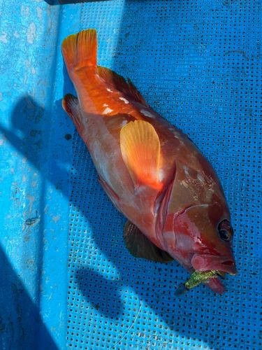 アカハタの釣果