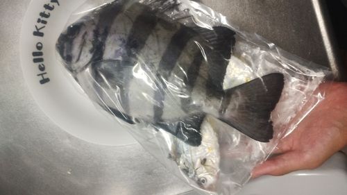 ヒイラギの釣果