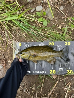 スモールマウスバスの釣果