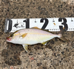 ネリゴの釣果