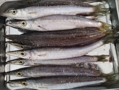 カマスの釣果