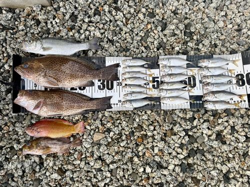 オオモンハタの釣果