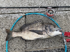 クロダイの釣果