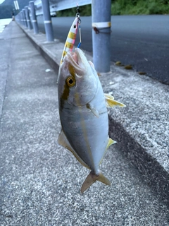 シオの釣果