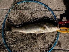 スズキの釣果