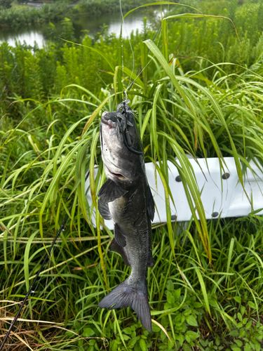 アメリカナマズの釣果