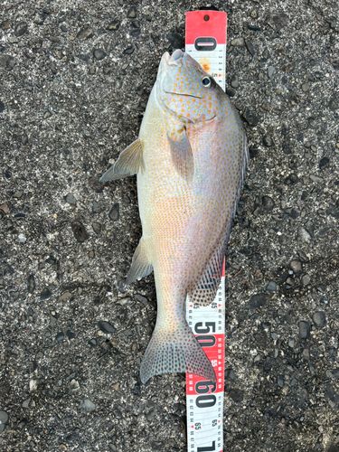 コロダイの釣果