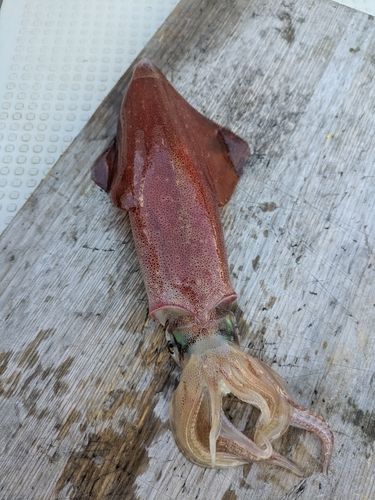 ケンサキイカの釣果