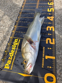 シーバスの釣果