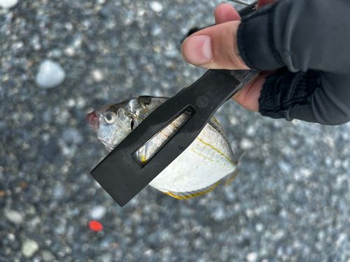 キスの釣果