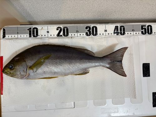 イサキの釣果