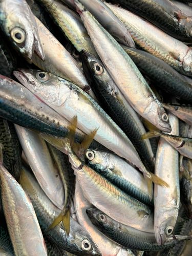 サバの釣果