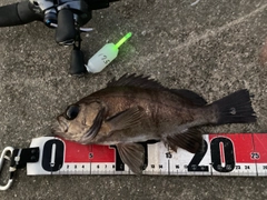 メバルの釣果