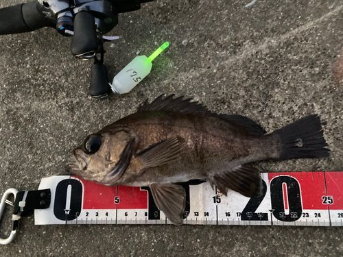 メバルの釣果