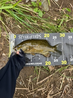 スモールマウスバスの釣果