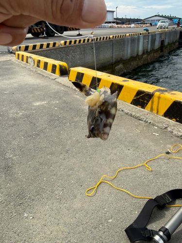 カワハギの釣果