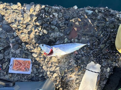 ソウダガツオの釣果