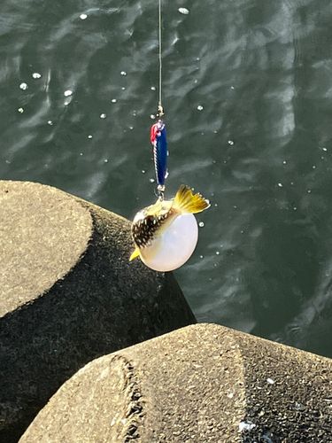 フグの釣果