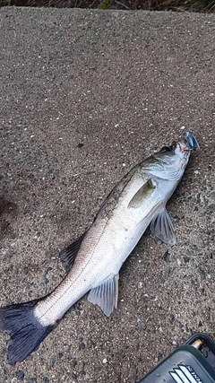 スズキの釣果