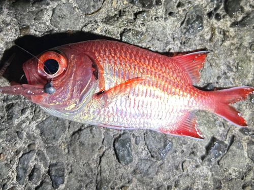 アカマツカサの釣果