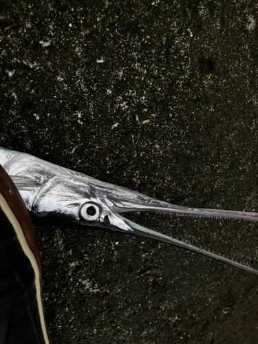 ダツの釣果