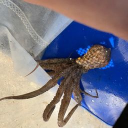 ニワカ釣り師 さんの釣り人プロフィール - アングラーズ | 釣果600万件