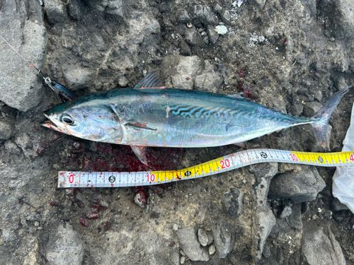 ソウダガツオの釣果