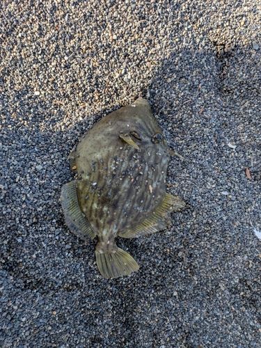 カワハギの釣果
