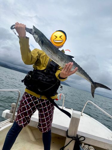 サワラの釣果