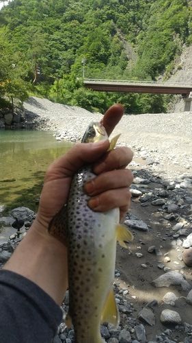 ブラウントラウトの釣果